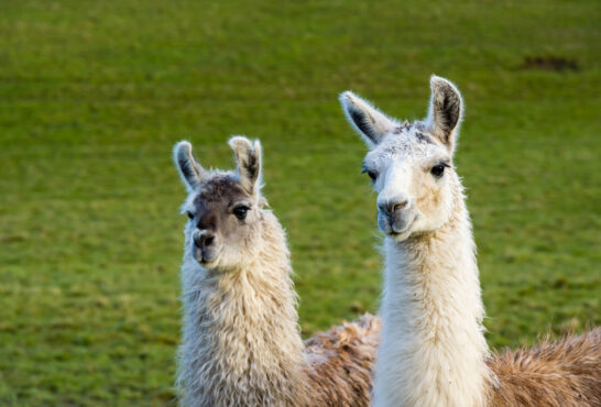 Photo - Llama mountain iStock 1297191464