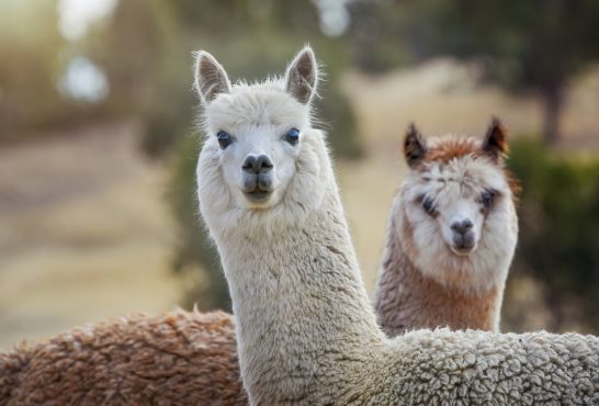 Close up portrait of a cute alpaca's