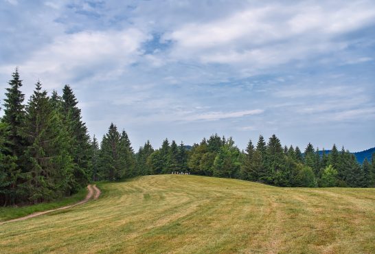 Pine trees near the path through meadow on the hillside. Green flower meadow in the Vosges mountains, France.